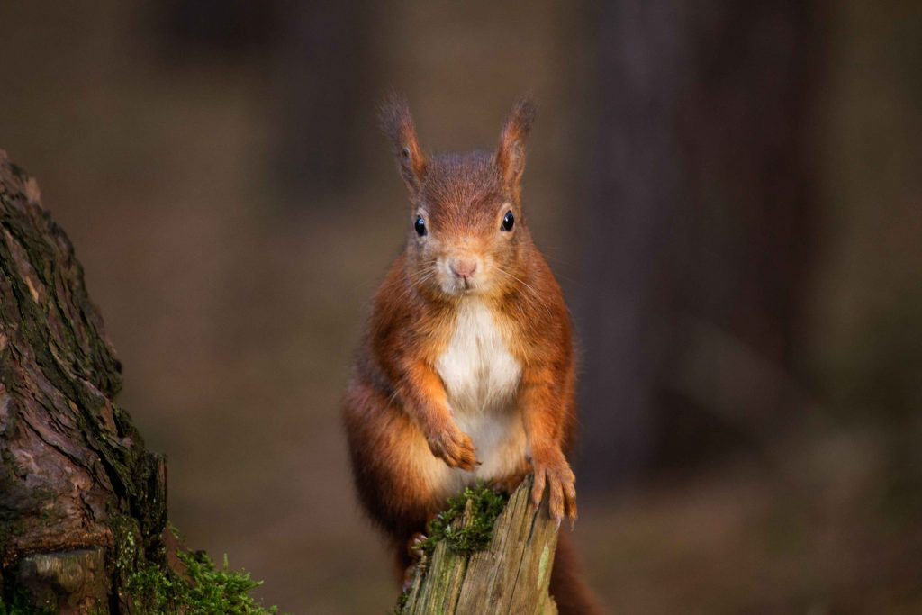 Hazel Door Mouse and Red Squirrel face extinction - Good Gardeners  International